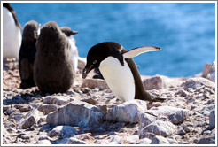 Ad?e Penguin carrying rock for nest.