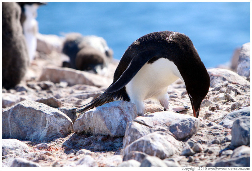 Ad?e Penguin picking up rock for nest.