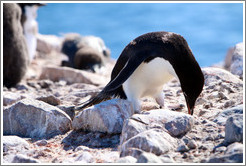 Ad?e Penguin picking up rock for nest.