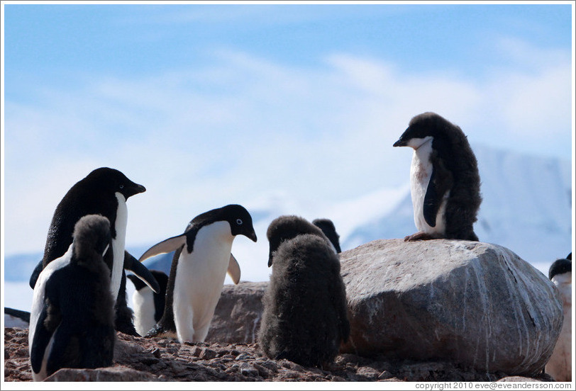 Ad?e Penguins, with a molting youngster standing on a rock.