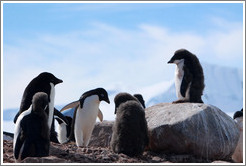 Ad?e Penguins, with a molting youngster standing on a rock.