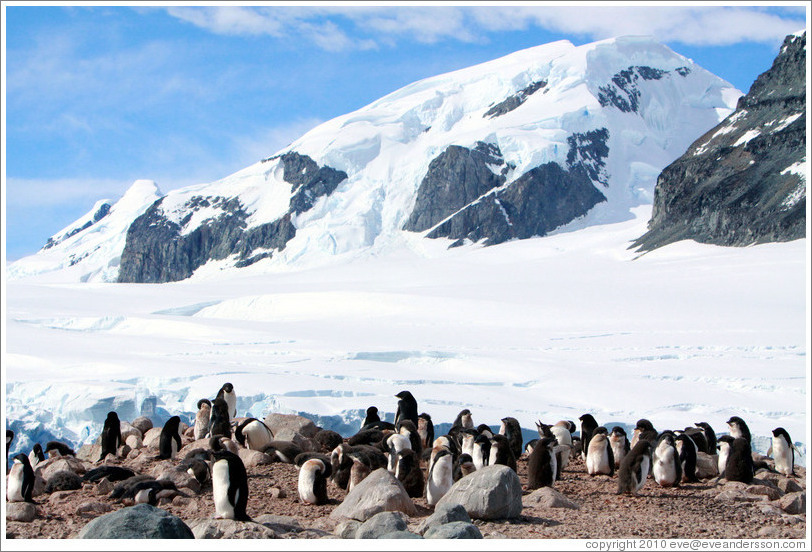 Ad?e Penguins with snowy mountains behind.