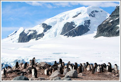 Ad?e Penguins with snowy mountains behind.