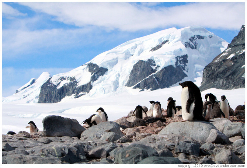 Ad?e Penguins with snowy mountains behind.