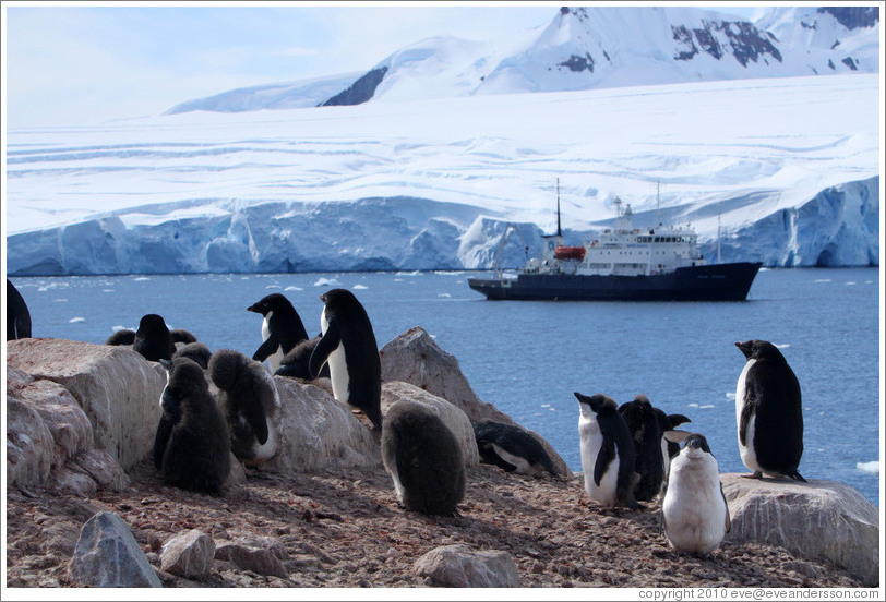 Ad?e Penguins with the Polar Pioneer behind.