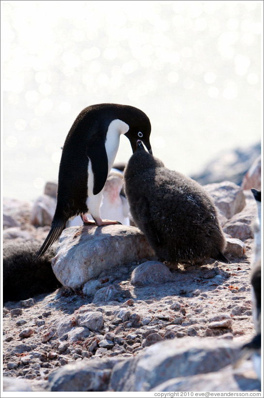 Parent Ad?e Penguin feeding young penguin.