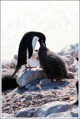 Parent Ad?e Penguin feeding young penguin.