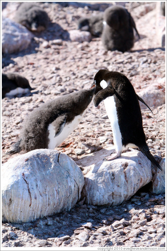 Parent Ad?e Penguin feeding young penguin.