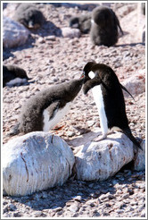 Parent Ad?e Penguin feeding young penguin.