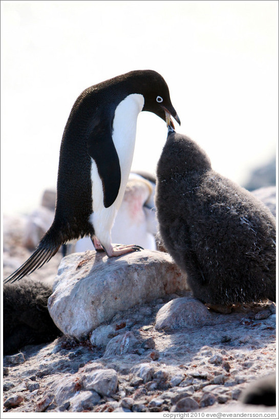 Parent Ad?e Penguin feeding young penguin.