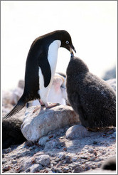 Parent Ad?e Penguin feeding young penguin.