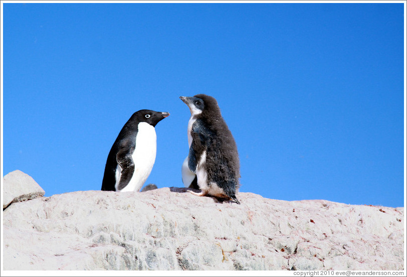 Adult and molting young Ad?e Penguins.