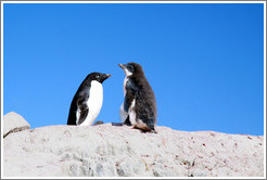 Adult and molting young Ad?e Penguins.