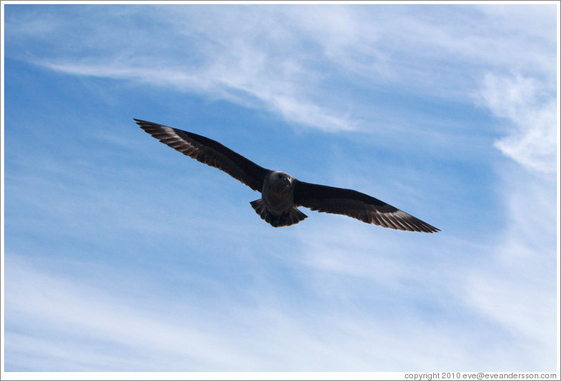 Brown Skua flying.