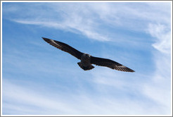 Brown Skua flying.