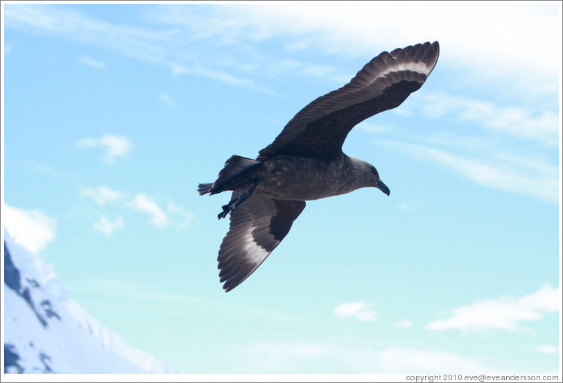 Brown Skua flying.