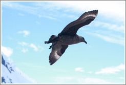 Brown Skua flying.