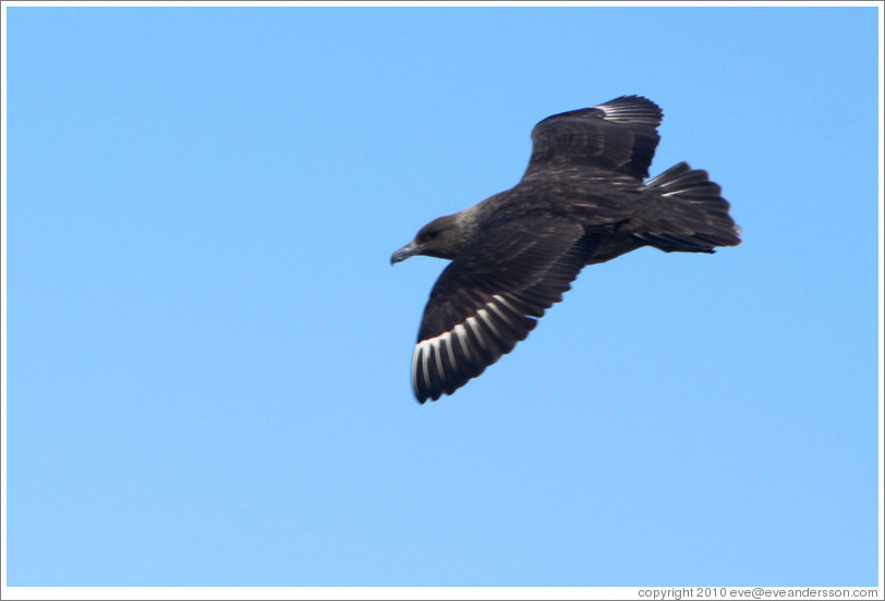 Brown Skua flying.