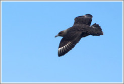 Brown Skua flying.