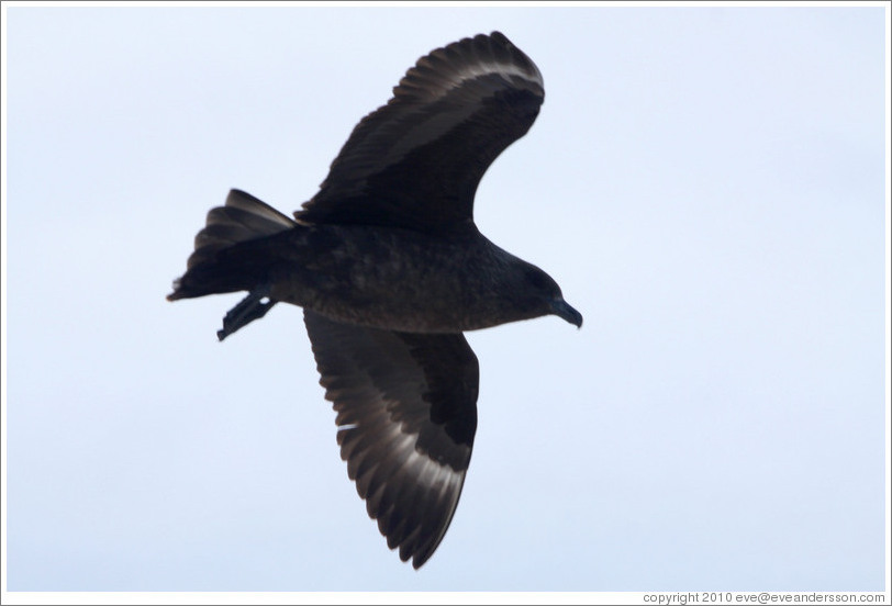 Brown Skua flying.