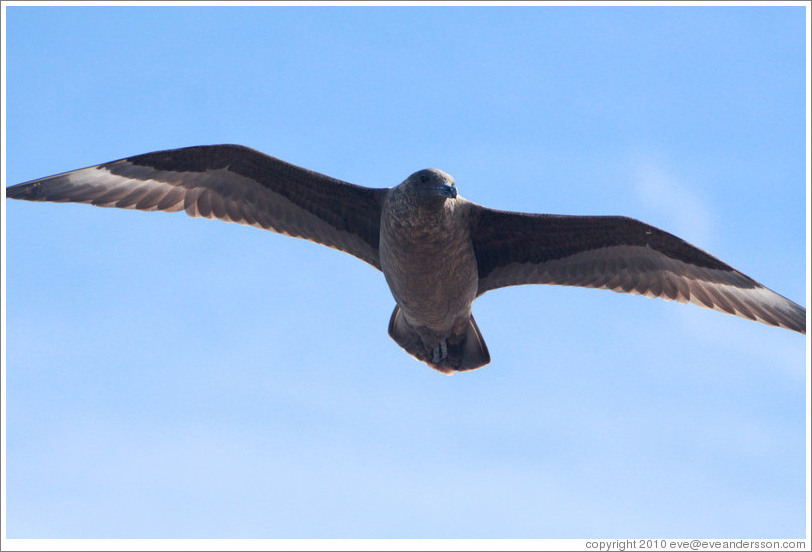 Brown Skua flying.