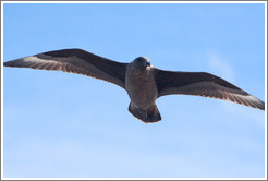 Brown Skua flying.