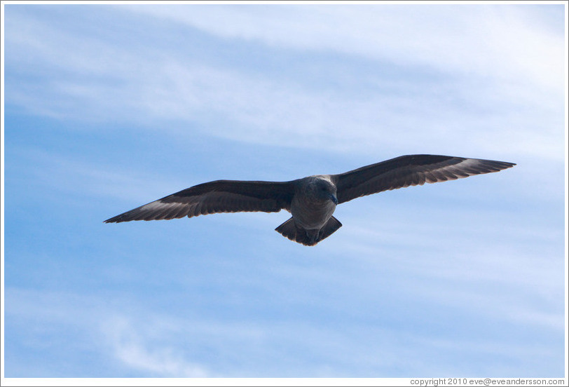 Brown Skua flying.