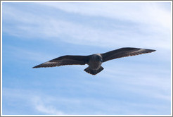 Brown Skua flying.