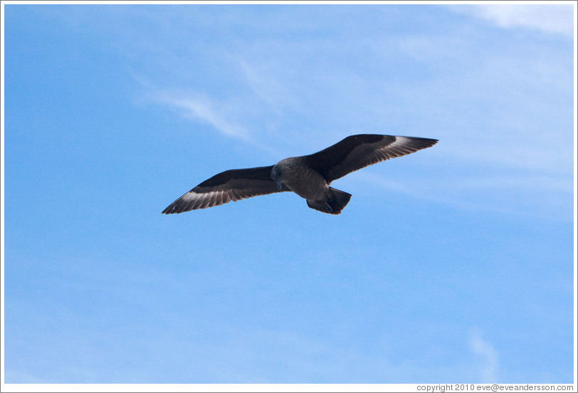 Brown skua flying.