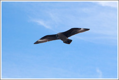 Brown skua flying.