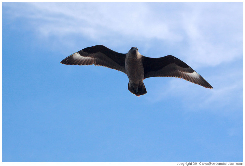 Brown Skua flying.