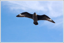 Brown Skua flying.