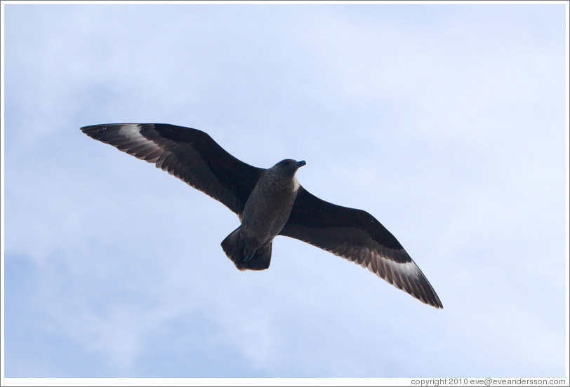 Brown Skua flying.