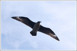 Brown Skua flying.