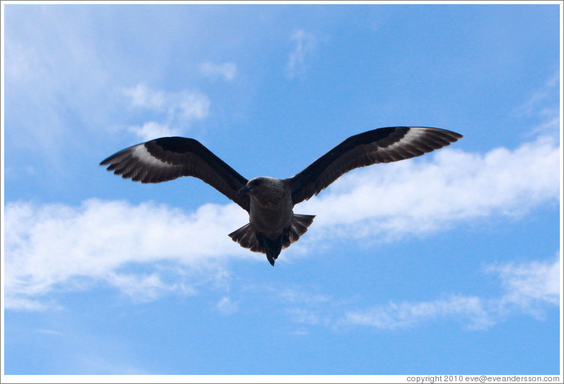 Brown Skua flying.