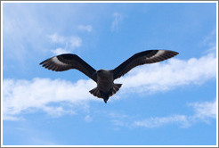 Brown Skua flying.