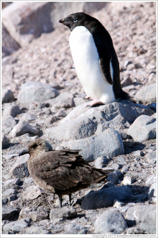 Ad?e Penguin and Brown Skua.