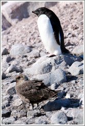 Ad?e Penguin and Brown Skua.