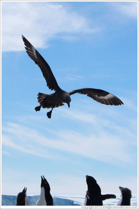 Brown Skua harassing Ad?e Penguins.