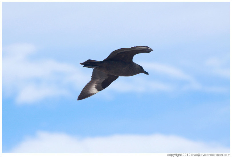 Brown Skua flying.