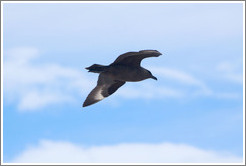 Brown Skua flying.