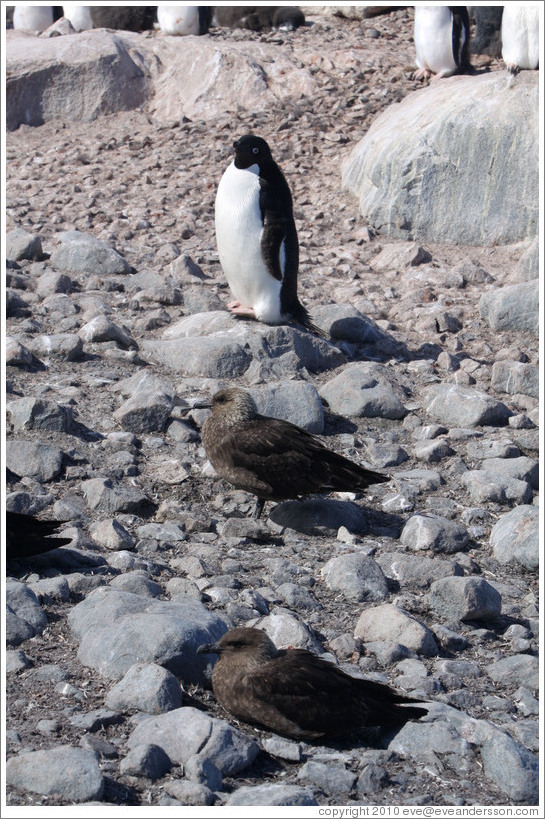 Ad?e Penguin and two Brown Skuas.