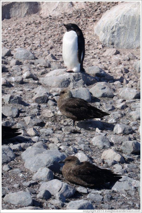 Ad?e Penguin and two Brown Skuas.