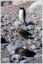 Ad?e Penguin and two Brown Skuas.