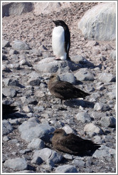 Ad?e Penguin and two Brown Skuas.