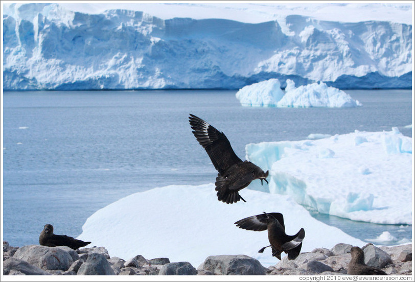 Two Brown Skuas fighting.