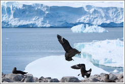 Two Brown Skuas fighting.