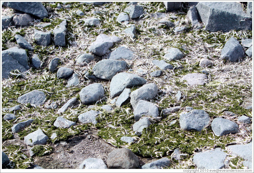 Ground covered with moss and penguin feathers.