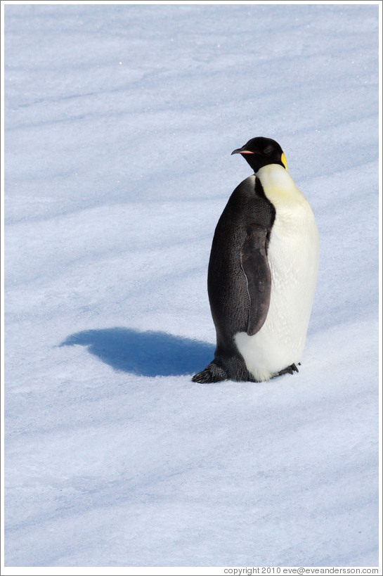 Young Emperor Penguin alone on an iceberg.