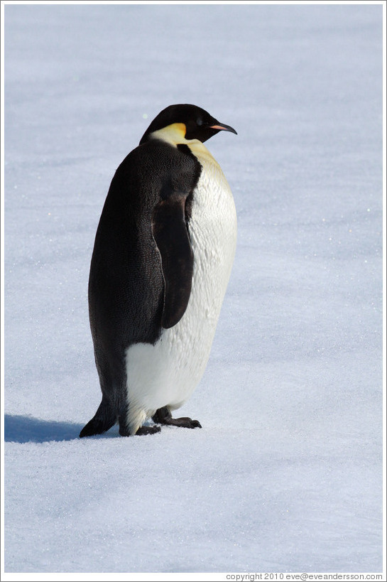 Young Emperor Penguin alone on an iceberg.